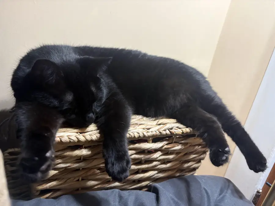 A black cat is sprawled out and sleeping on top of a woven basket, with its legs and paws hanging over the sides.