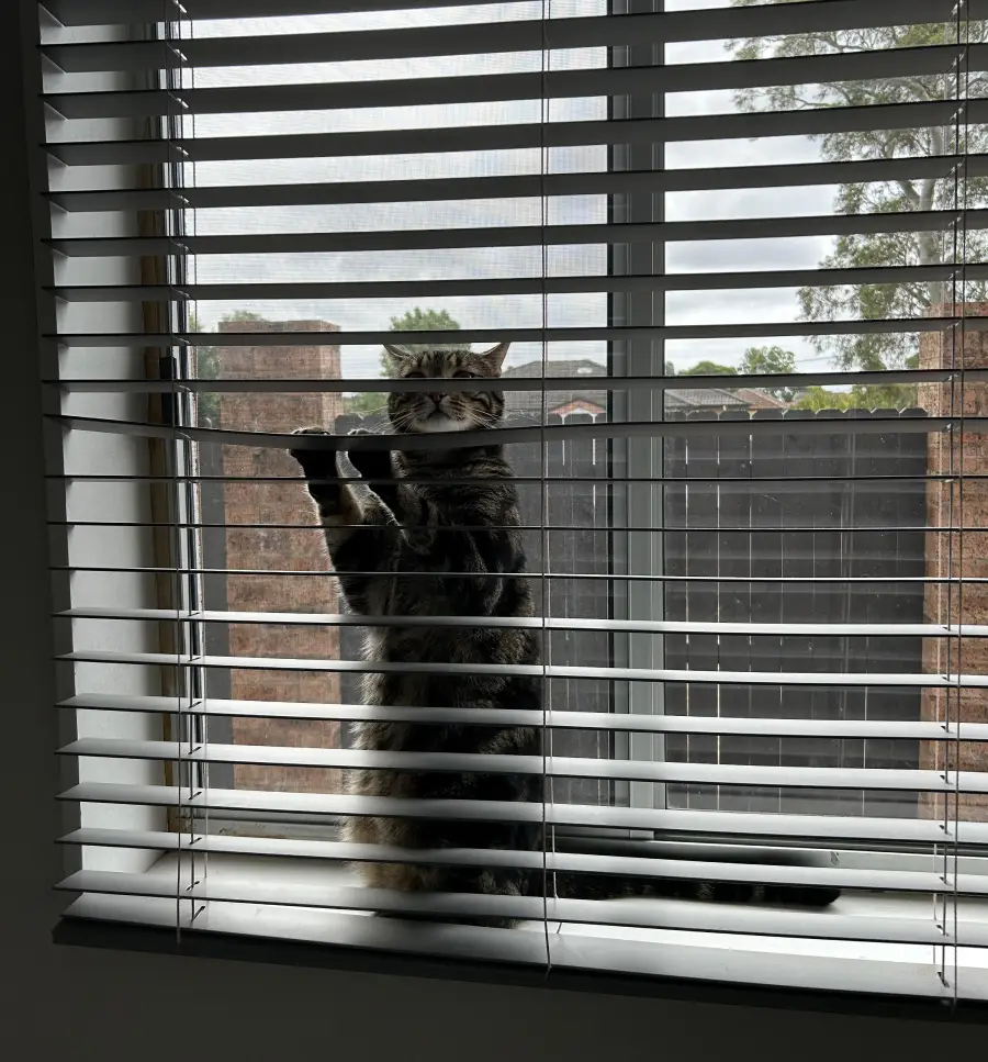 A tabby cat stands on its hind legs, peeking through the slats of white window blinds, looking outside. Trees, a brick wall, and a cloudy sky are visible through the window.