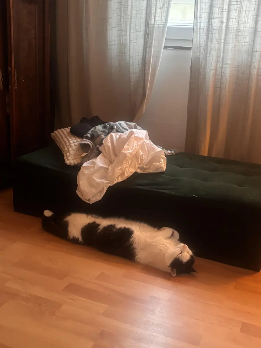A black and white cat is lying stretched out on a wooden floor next to a dark green bench with clothes and a blanket piled on top. Light streams in through a window with sheer curtains.