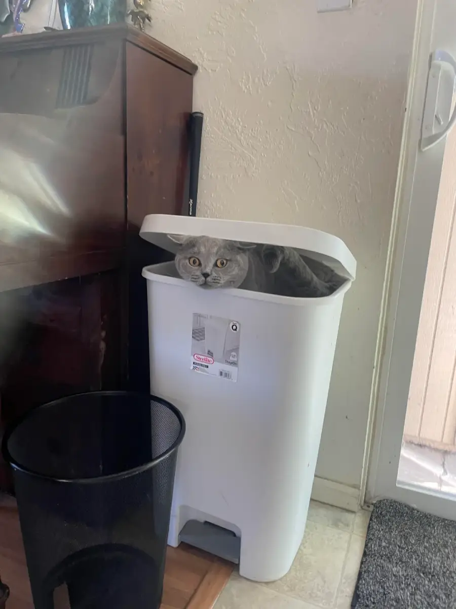 A gray cat sits inside a white trash bin with the lid partially open, peeking out with wide eyes. A black trash can is beside the bin in a room with a door and piano.
