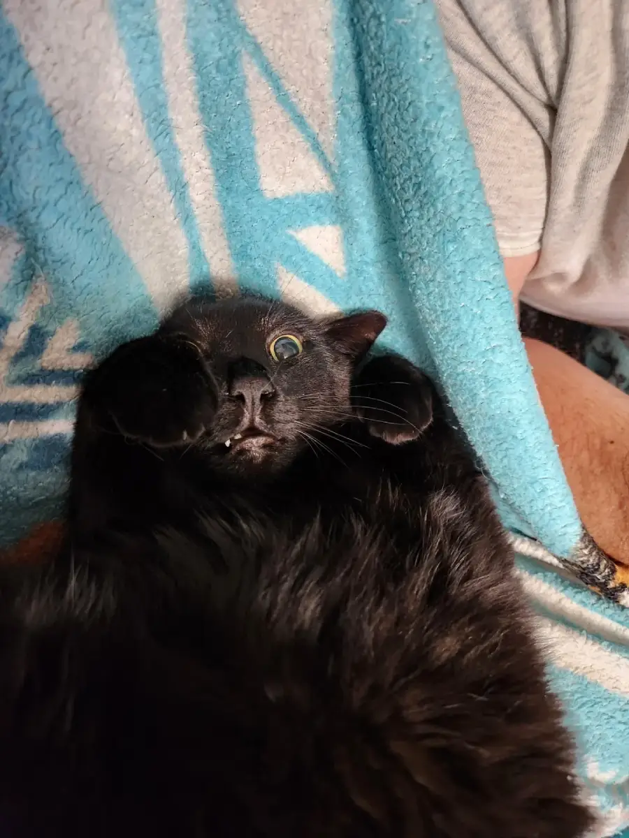 A black cat lies on its back against a person wearing a blue and gray shirt, looking up with wide eyes and slightly raised paws.