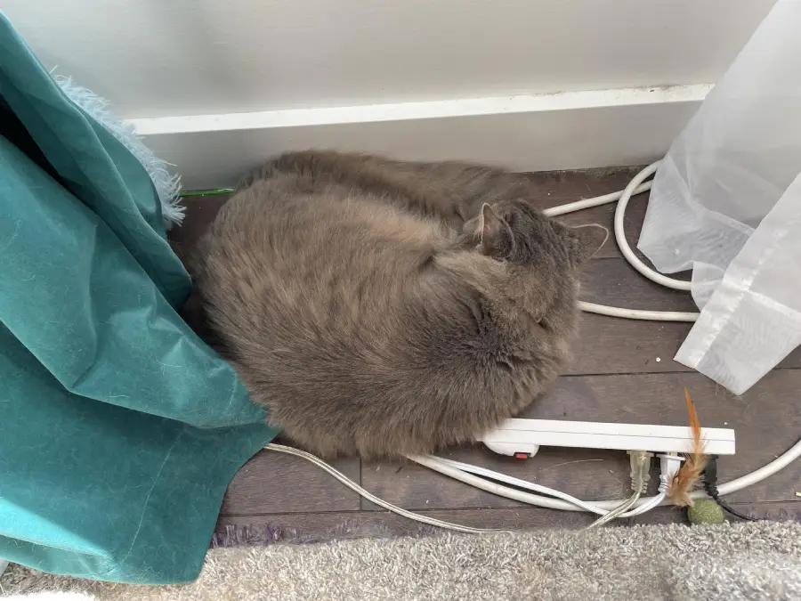 A fluffy gray cat is curled up, sleeping on the floor beside a power strip, cables, a green curtain, and a white sheer curtain.