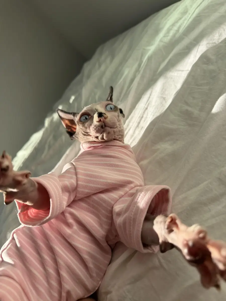 A hairless cat wearing a pink striped outfit lies on a bed, reaching its paw toward the camera with wide blue eyes and an expressive face.