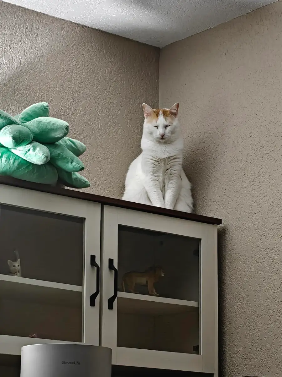 A white and orange cat sits on top of a cabinet, eyes closed, next to a green plush pillow shaped like leaves. Small animal figurines are visible inside the cabinet below.
