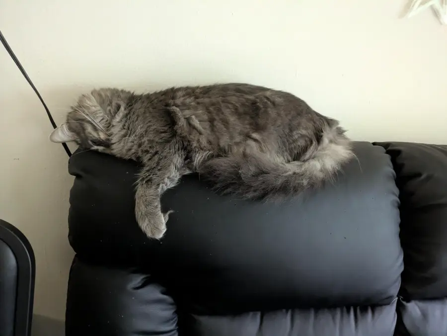 A fluffy gray cat is sleeping on top of a black leather couch with its head tucked down and one paw dangling over the edge.