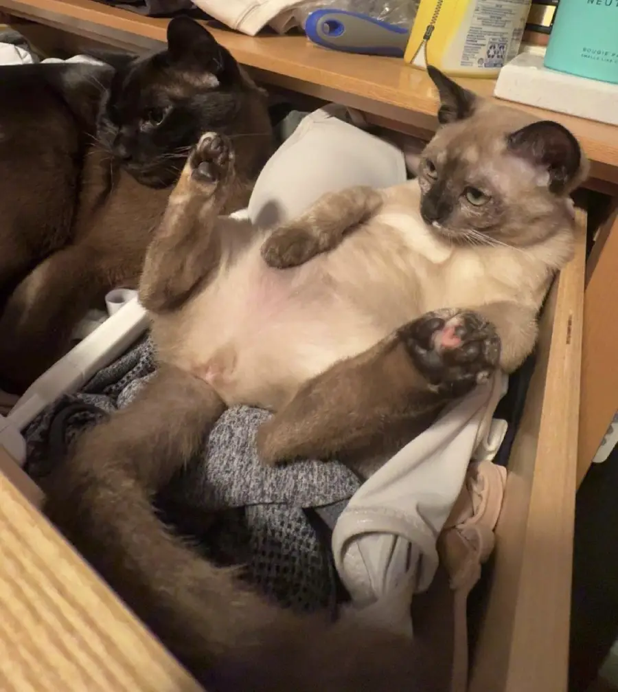 Two cats relax in an open drawer filled with clothes. One cat lies on its back with its legs up, looking relaxed, while the other cat rests beside it. Laundry and household items surround them.