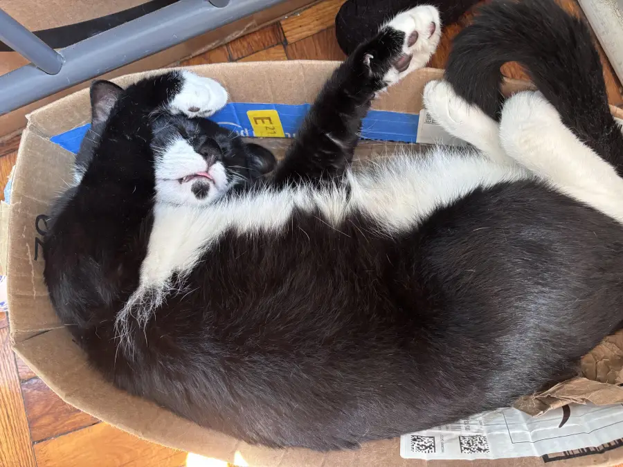 A black and white cat is lying on its back in a cardboard box, with its paws stretched above its head and eyes closed, appearing to be relaxed or sleeping.