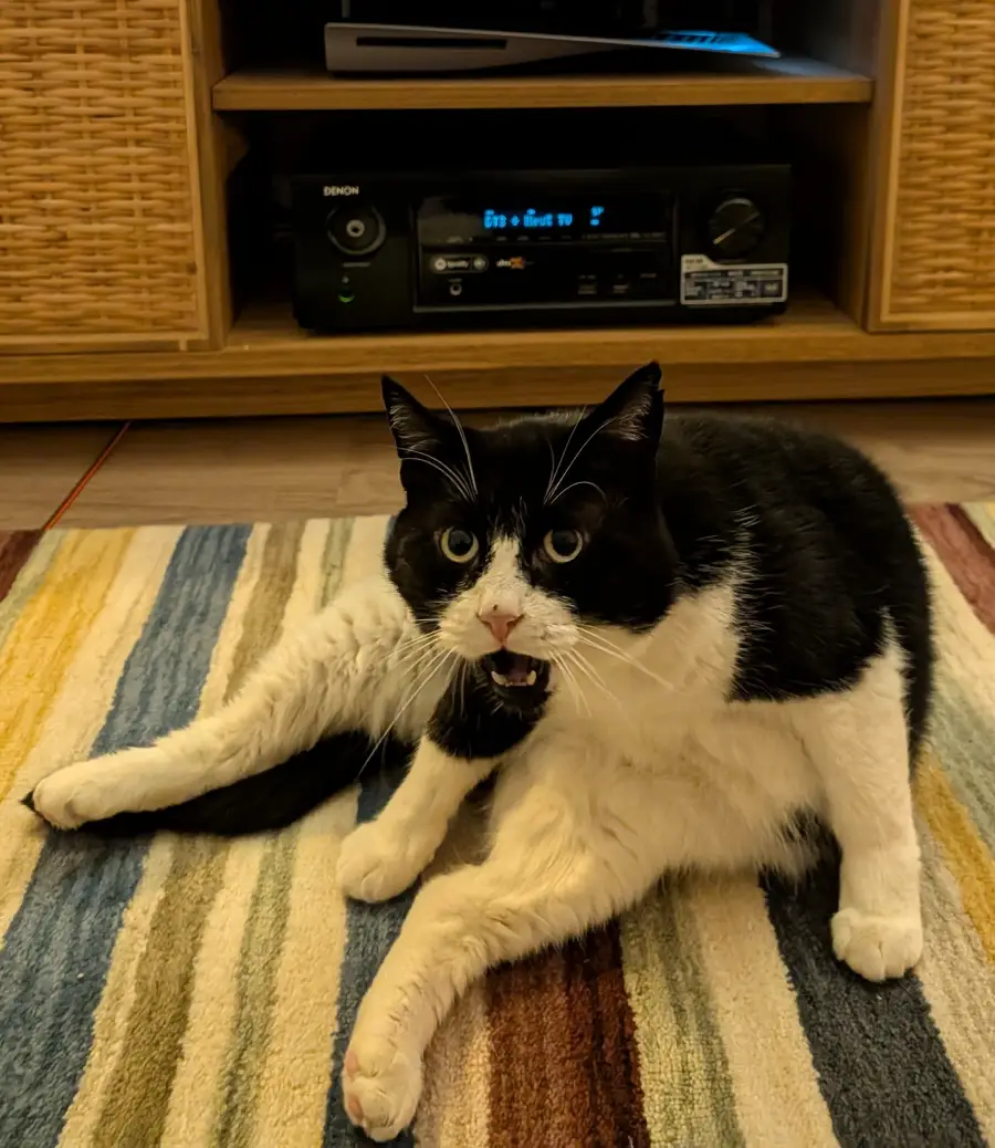 A black and white cat sits on a striped rug with its legs outstretched, mouth open as if meowing, in front of a wooden TV stand with electronic devices.