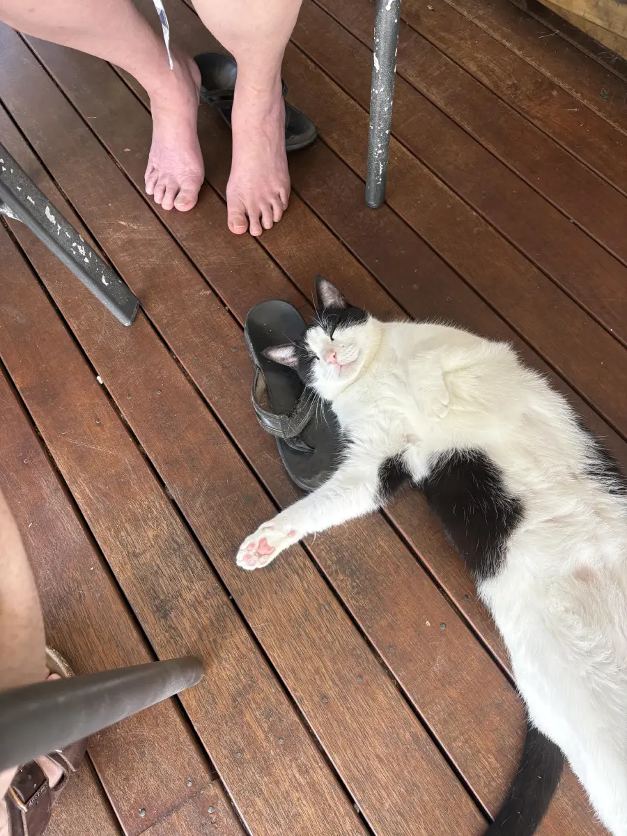 A black and white cat is lying on a wooden deck, resting its head on a sandal. Two people’s feet and chair legs are visible nearby.