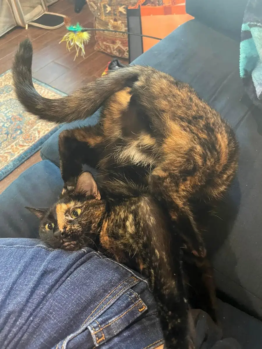 A tortoiseshell cat is lying on a blue couch, twisted into an odd and flexible pose with its belly and face visible, next to a person in blue jeans.