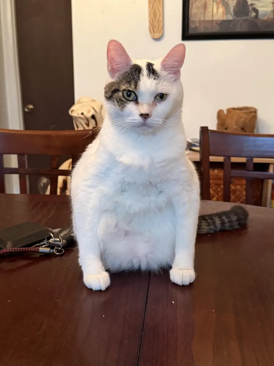 A chubby white cat with gray spots sits upright on a wooden table, facing the camera. Keys are on the table to the left, and home decor items are visible in the background.