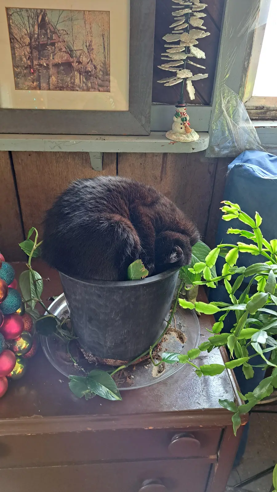 A black cat curled up and sleeping inside a black flower pot on a wooden table, surrounded by green plants and holiday decorations in a cozy room.