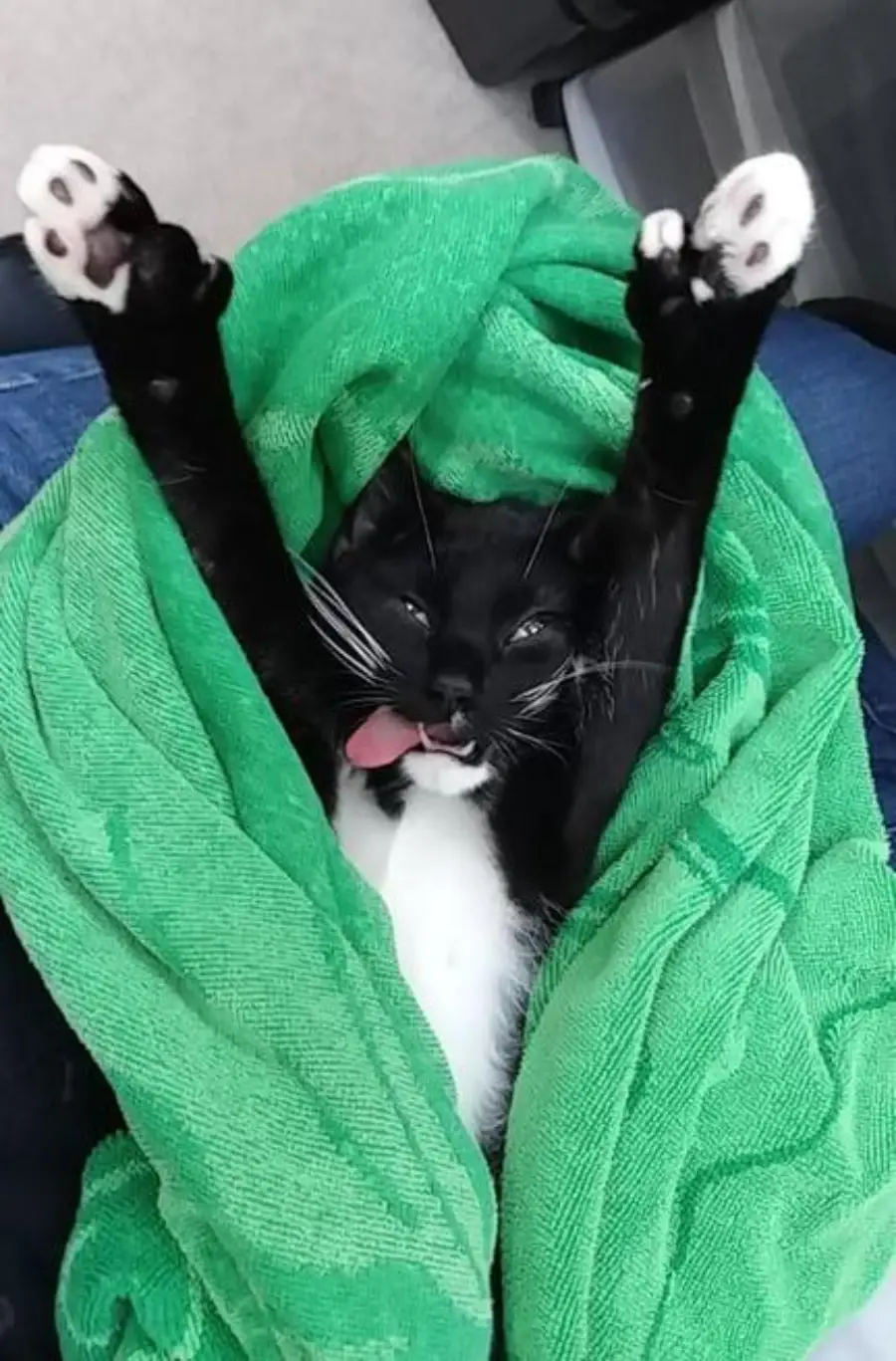 A black and white cat wrapped in a green towel lies on its back with its front legs raised and its tongue sticking out playfully.