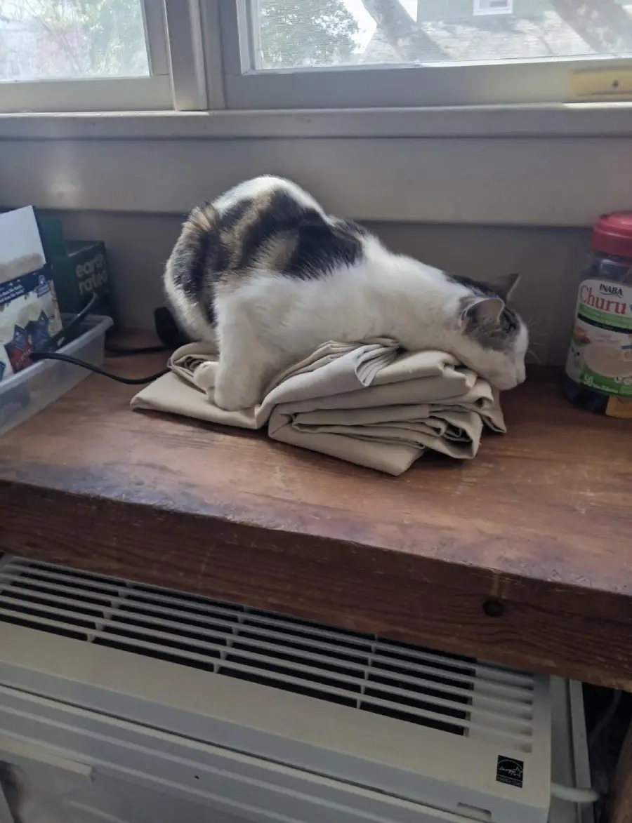 A white and gray cat kneads a folded beige cloth on a wooden table near a window, with various household items nearby.