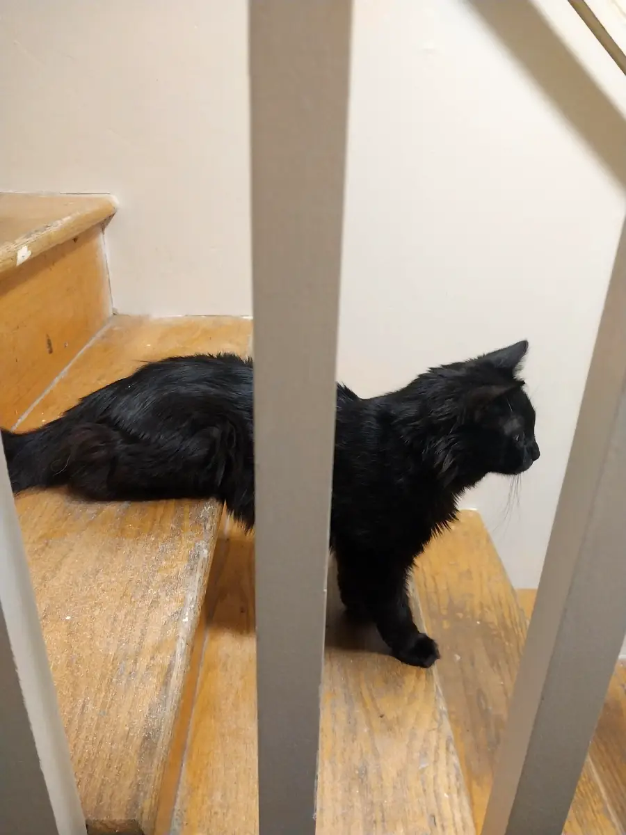A black cat sits on a wooden staircase, partially obscured by gray vertical railings, looking to the right.