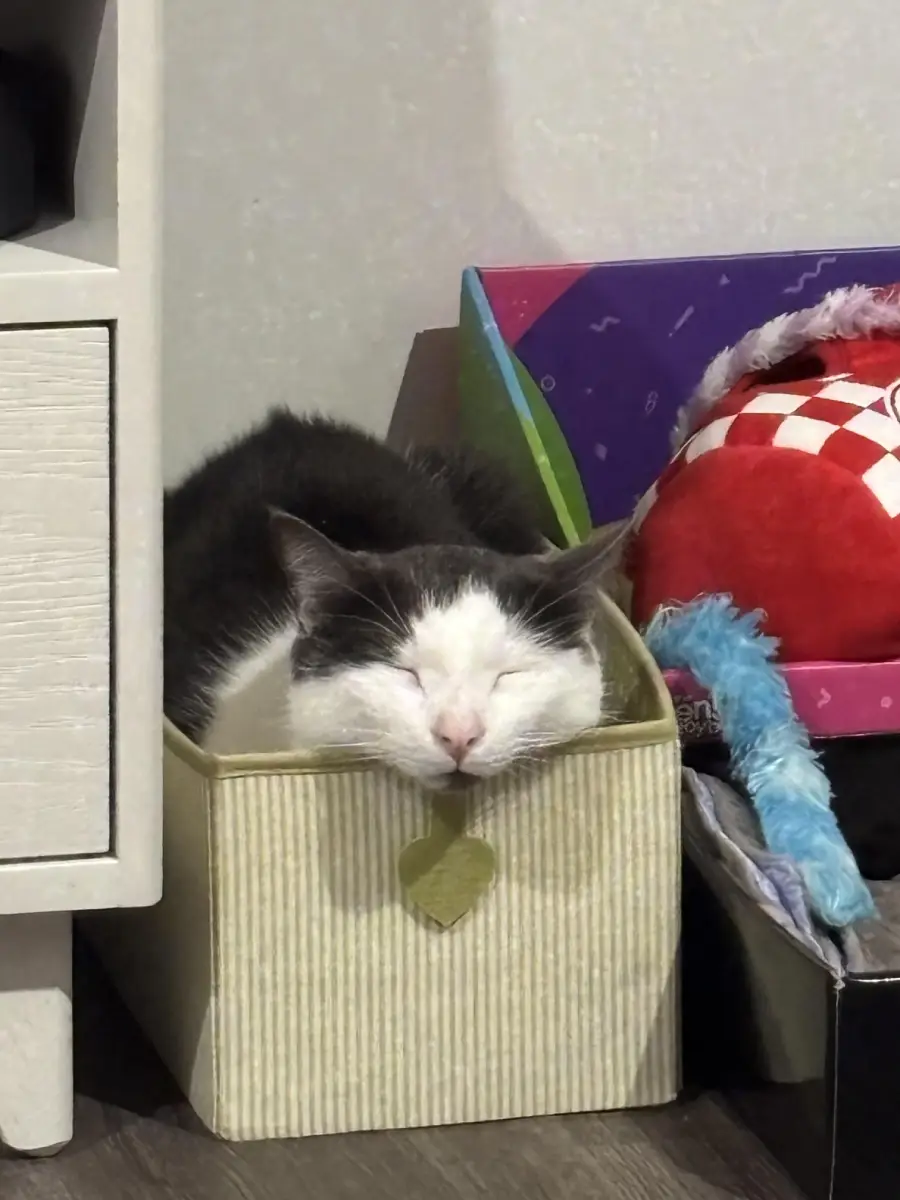 A gray and white cat is sleeping with its head resting on the edge of a small beige box, eyes closed, looking very relaxed. Colorful items and a soft toy are beside the box.