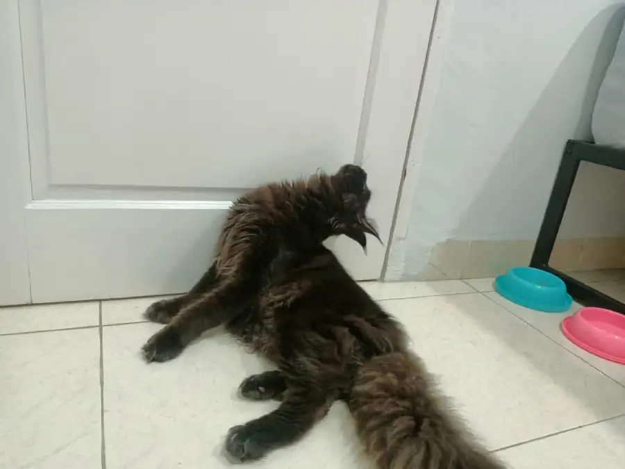 A fluffy black cat lies on a tiled floor with its neck twisted and mouth open, creating a funny and dramatic pose near a closed white door. Colorful pet bowls are nearby.