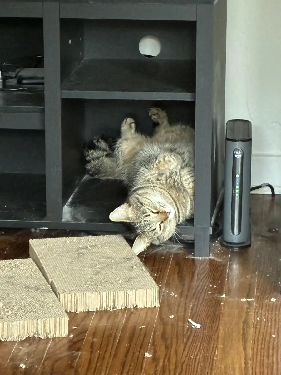 A tabby cat is lying on its back inside a cubby of a black shelf, looking relaxed. There are scratching pads and a modem on the wooden floor nearby.