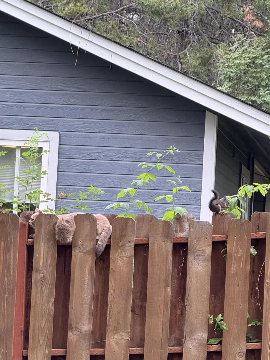A brown squirrel stands on a wooden fence in front of a gray house with green plants growing nearby.