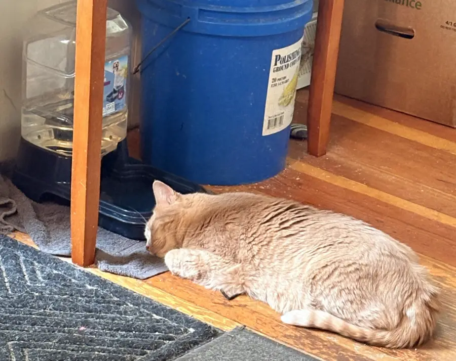 A light orange cat lies on a wooden floor, drinking from a water dispenser placed on a towel next to a blue bucket and a cardboard box.