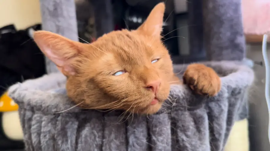 A light brown cat with pale eyes rests its head and paws on the edge of a gray cat tree, appearing very relaxed or sleepy.