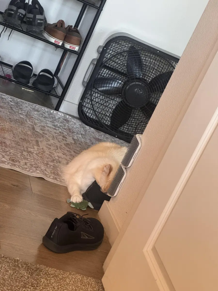 A fluffy white cat rests its head in a black shoe near a doorway, next to a scratch pad. Nearby are a large black fan, shelves with shoes, and part of a rug visible on the wooden floor.
