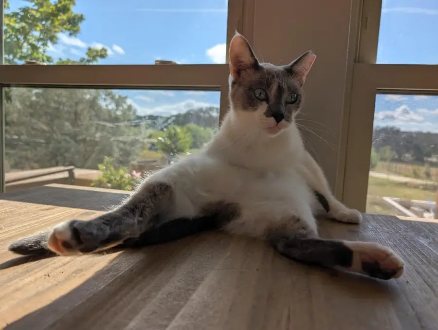 A cat sits on a wooden table with its legs stretched out in a funny pose, sunlight streaming through a window behind it, and trees visible outside.