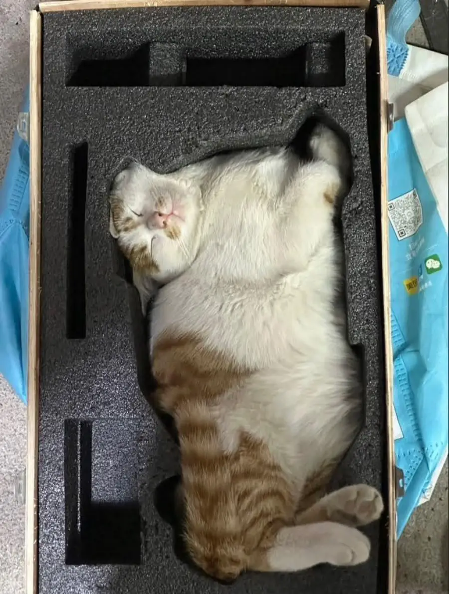 A white and orange cat is curled up and sleeping inside a black foam packaging insert, fitting perfectly in the shape.