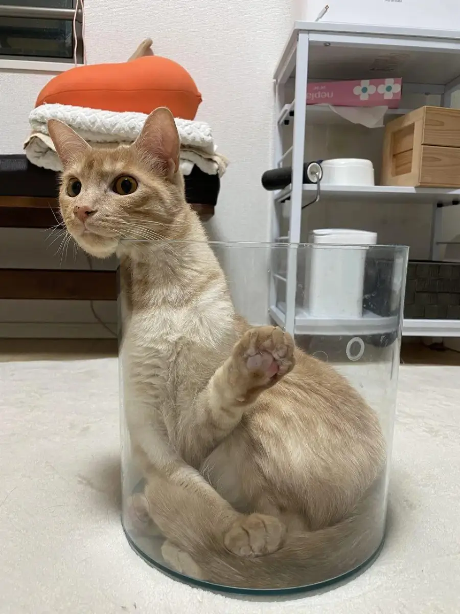 A light orange cat sits snugly inside a clear glass container, one paw pressed against the side. The room has shelves and a couch in the background.