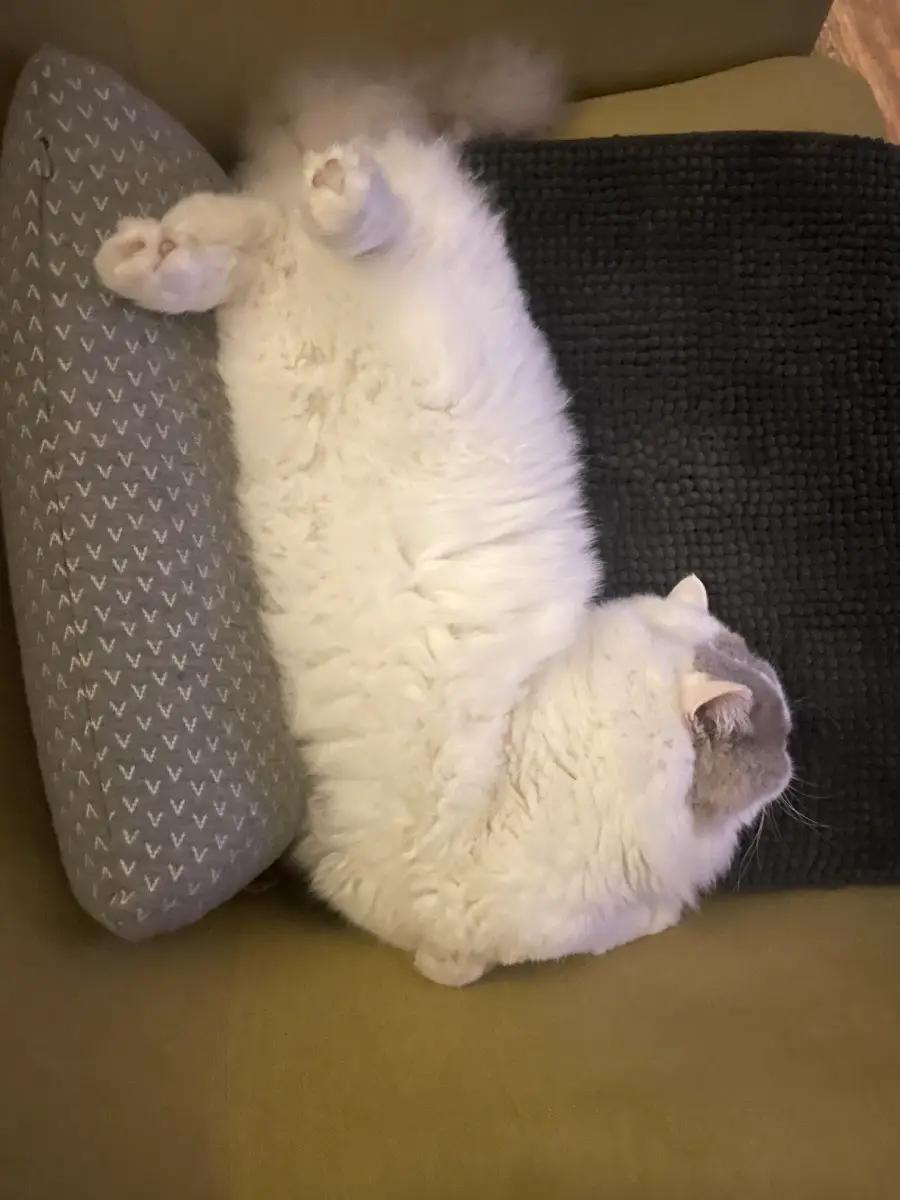 A fluffy white cat lies on its back between a patterned pillow and a dark textured cushion, paws up and relaxed.