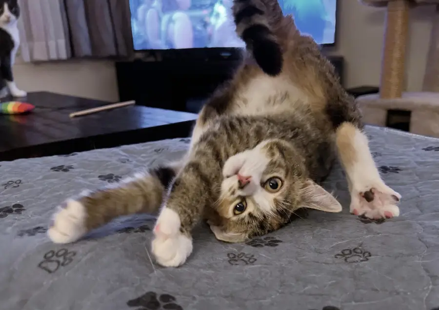 A tabby cat lies belly up on a bed with its head upside down and paws outstretched, looking playfully at the camera. There are paw prints on the blanket and a TV in the background.