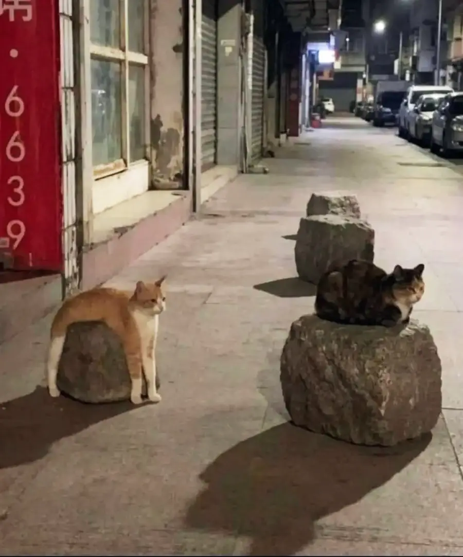 Two cats rest on large rocks along a deserted city sidewalk at night. One cat is sitting upright while the other is sprawled with its front legs hanging off the side of the rock.