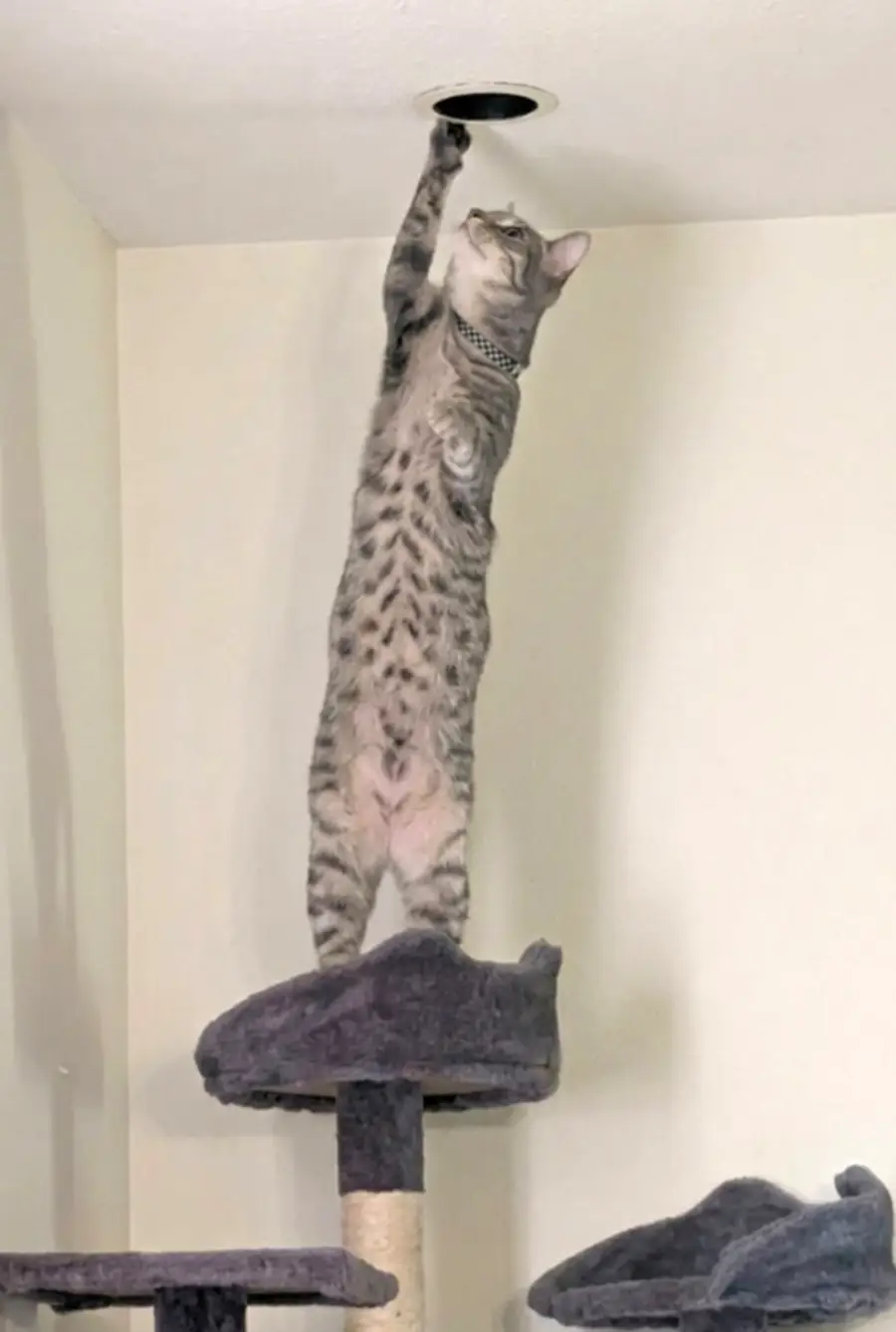 A gray tabby cat stands on its hind legs atop a cat tree, stretching up to touch a small hole in the ceiling with its front paw.