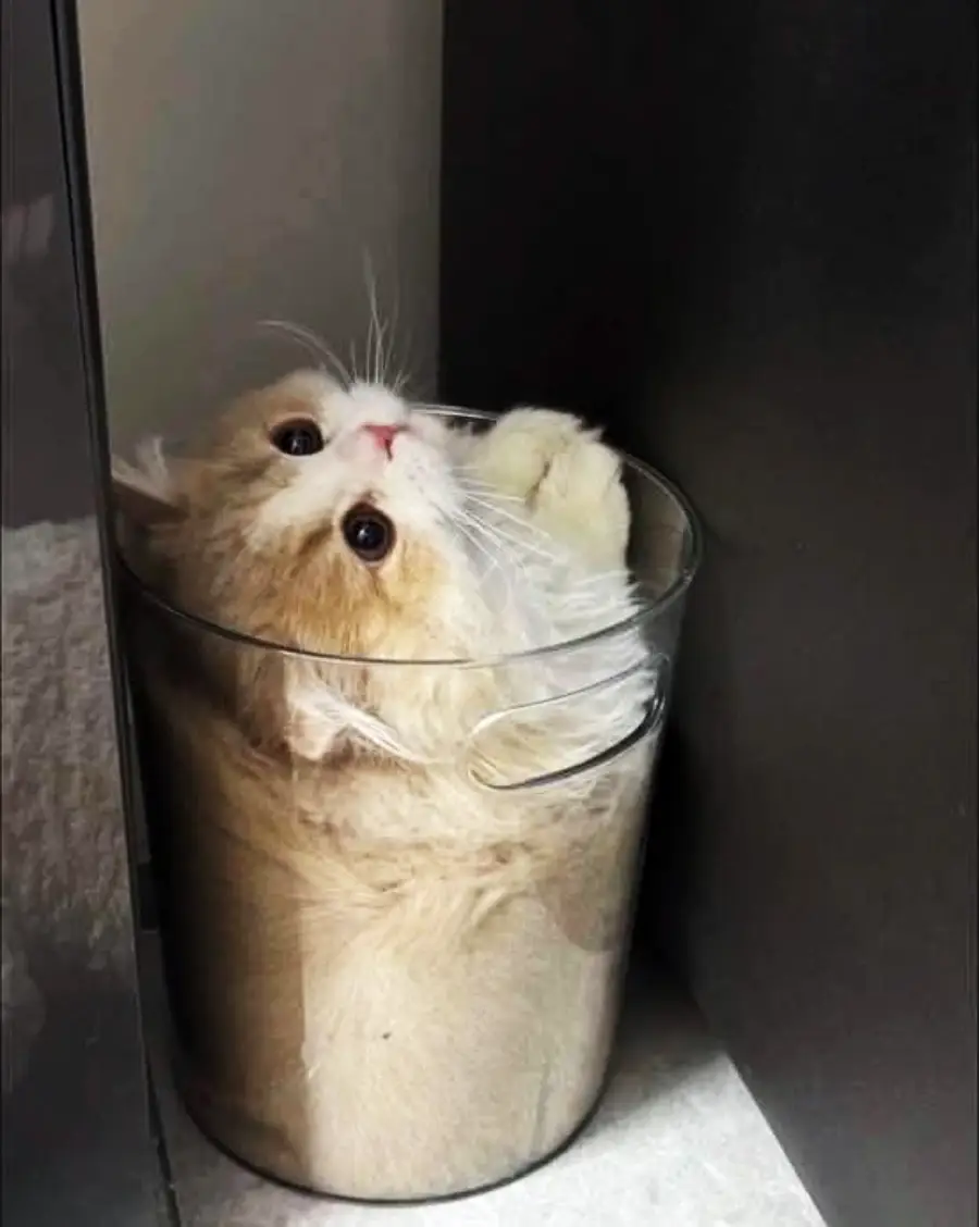 A fluffy, orange-and-white cat is curled up inside a small transparent trash bin, looking up with wide eyes and its paws tucked close to its face.