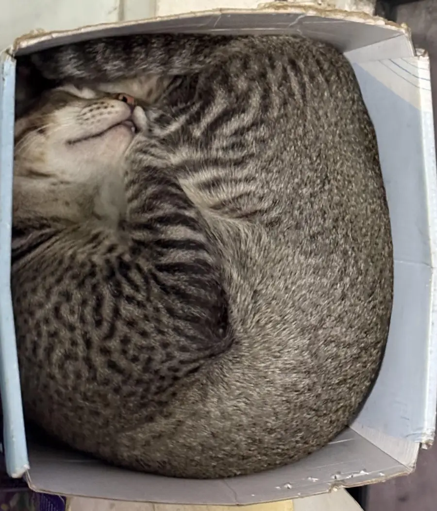 A grey tabby cat curled tightly and sleeping inside a small, square cardboard box. The cat fills the box completely, forming a snug, rounded shape.