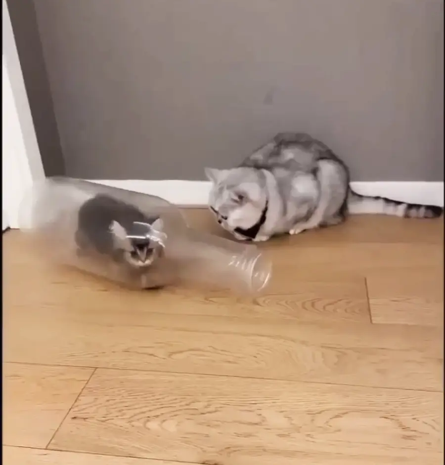 A cat sits on a wooden floor watching another cat who is running inside a clear plastic tube, causing the tube and the cat inside to appear blurry from motion.