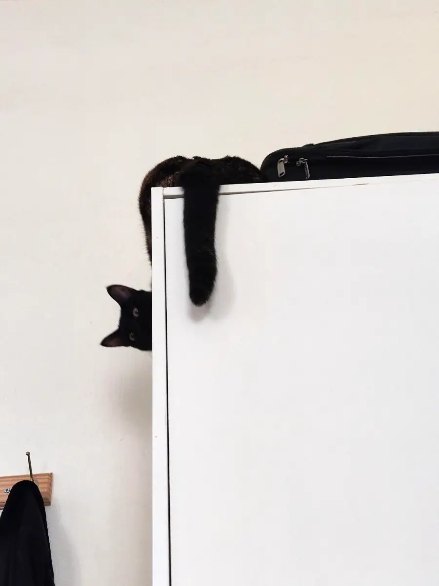 A black cat peeks upside down from the top of a tall white cabinet, with its tail and one paw hanging over the edge. A black bag sits on the cabinet, and a coat hangs on the wall below.