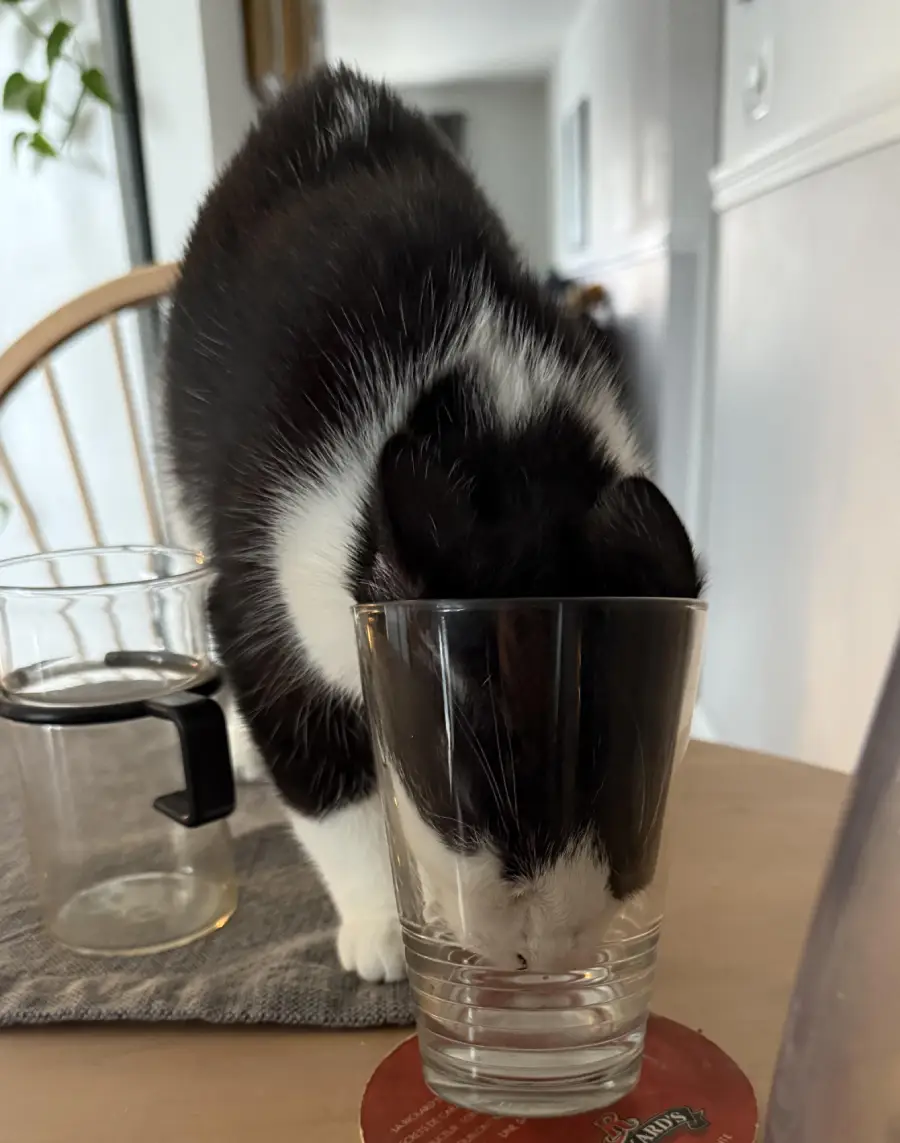 A black and white cat has its head inside a clear drinking glass on a table, with its body stretched across a placemat and a chair in the background.