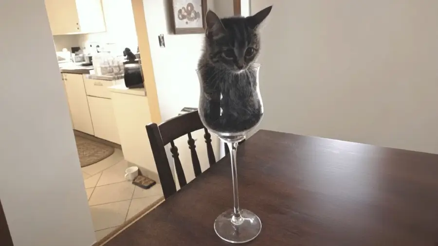 A small tabby kitten sits curled up inside a large wine glass on a dark wooden table, with a kitchen visible in the background.