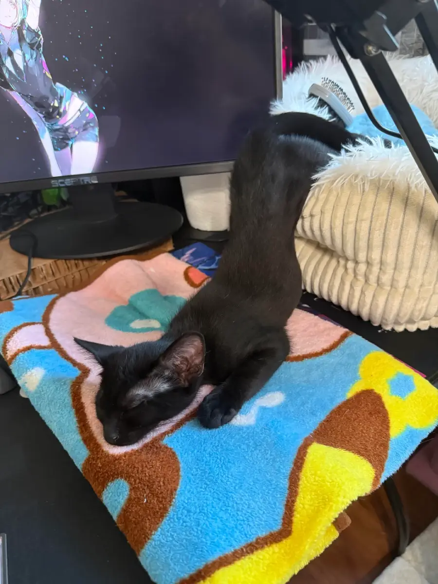 A black kitten stretches with its front legs and head down on a colorful blanket, near a computer monitor and a beige pillow.