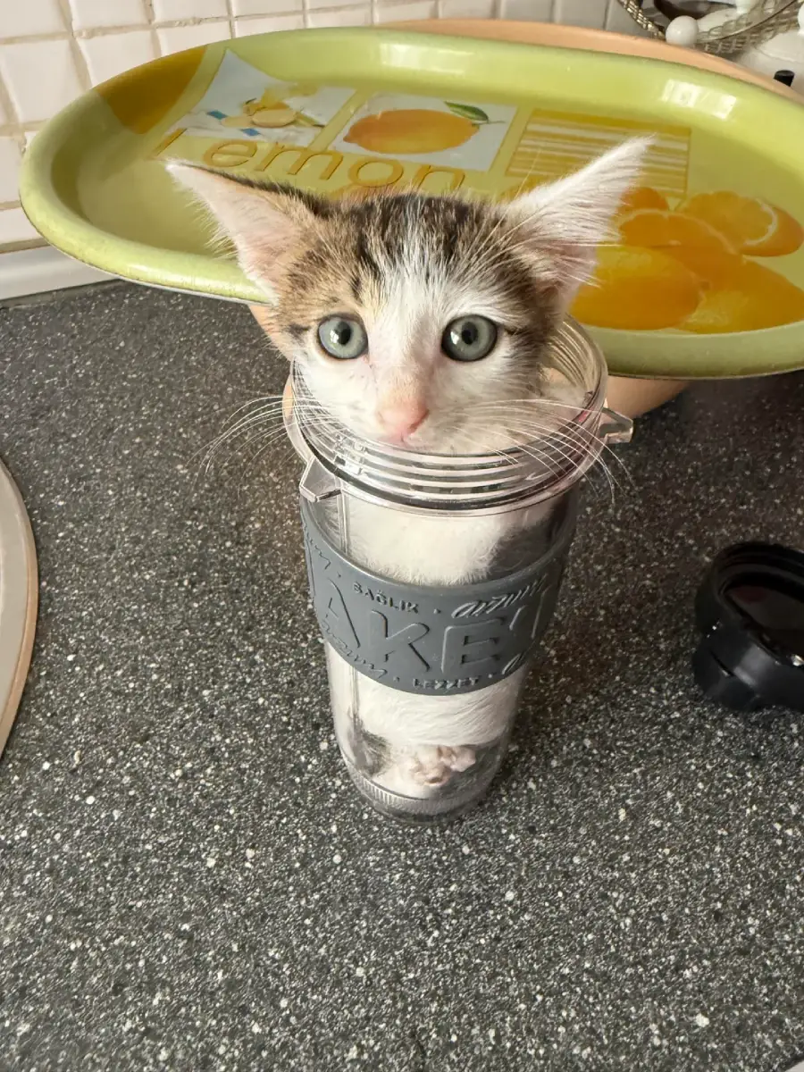 A curious kitten with green eyes sits inside a clear plastic travel cup on a kitchen counter, with only its head and front paws visible. A tray with sliced oranges is in the background.