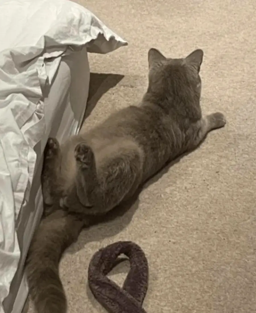 A gray cat lies on its back with its legs up on a beige carpet next to a bed with white sheets. A purple textured object is on the floor near the cat’s tail.