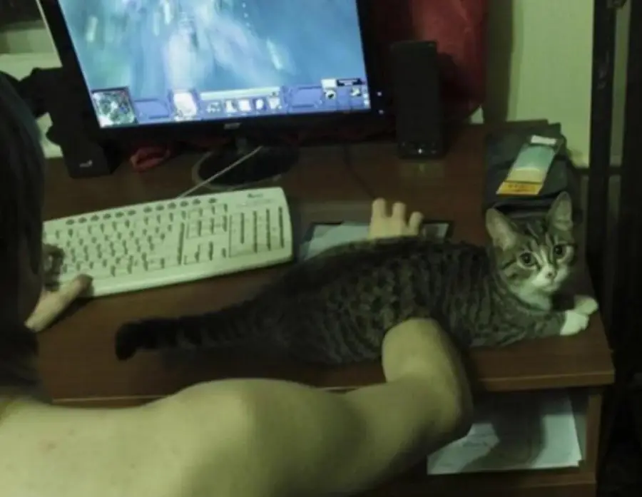 A person is using a computer while a tabby cat lies on the desk in front of the keyboard, looking toward the camera. The monitor shows a game in progress.