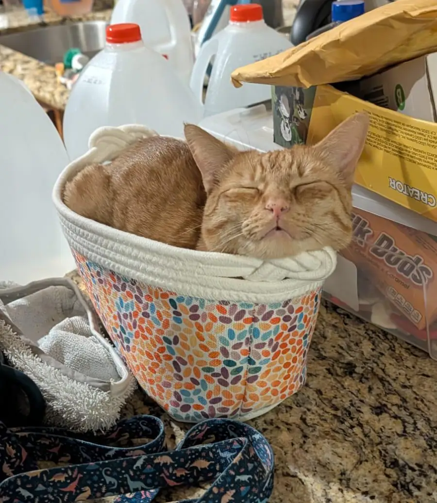 Orange cat sleeps curled up in a small, colorful basket on a cluttered countertop with milk jugs, a shoe, and boxes nearby.