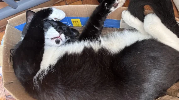 cats-turned-household-objects-into-beds