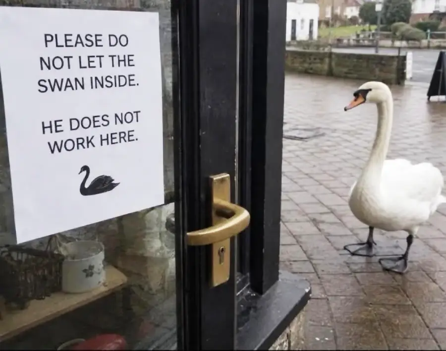 A swan stands outside a glass door with a sign that reads, “Please do not let the swan inside. He does not work here,” next to an icon of a swan. The scene is on a wet, paved area.