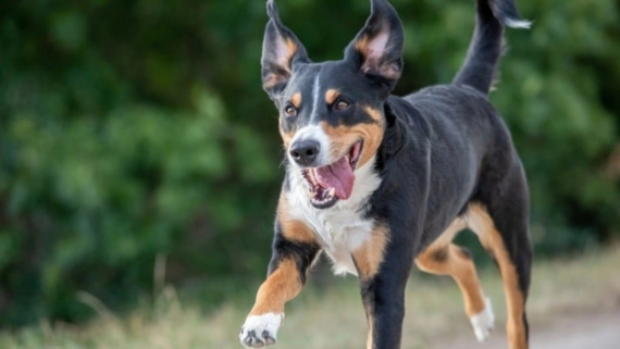 myths about dogs