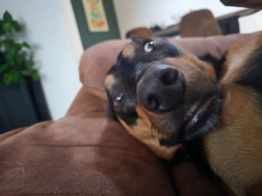 A close-up of a dog with black and brown fur lying on a brown couch, looking directly at the camera with a relaxed expression.