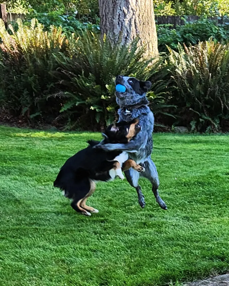 Two dogs are playing on green grass; one jumps to catch a blue ball in its mouth while the other dog leaps beside it. Ferns and a tree are in the background.