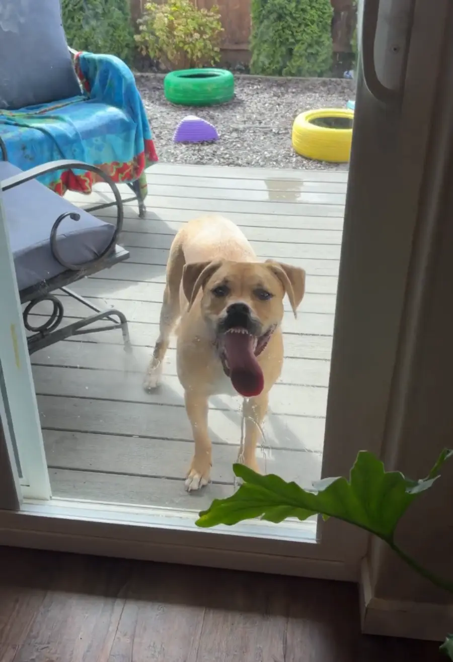 A tan dog with a dark muzzle stands outside a glass door, looking in with its mouth open and tongue out. The patio has colorful tires, a chair with a blue blanket, and green plants nearby.
